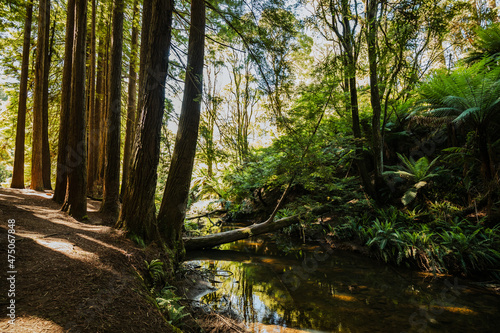 Fototapeta Naklejka Na Ścianę i Meble -  The Californian Redwood Forest in the Otways National Park, Victoria.