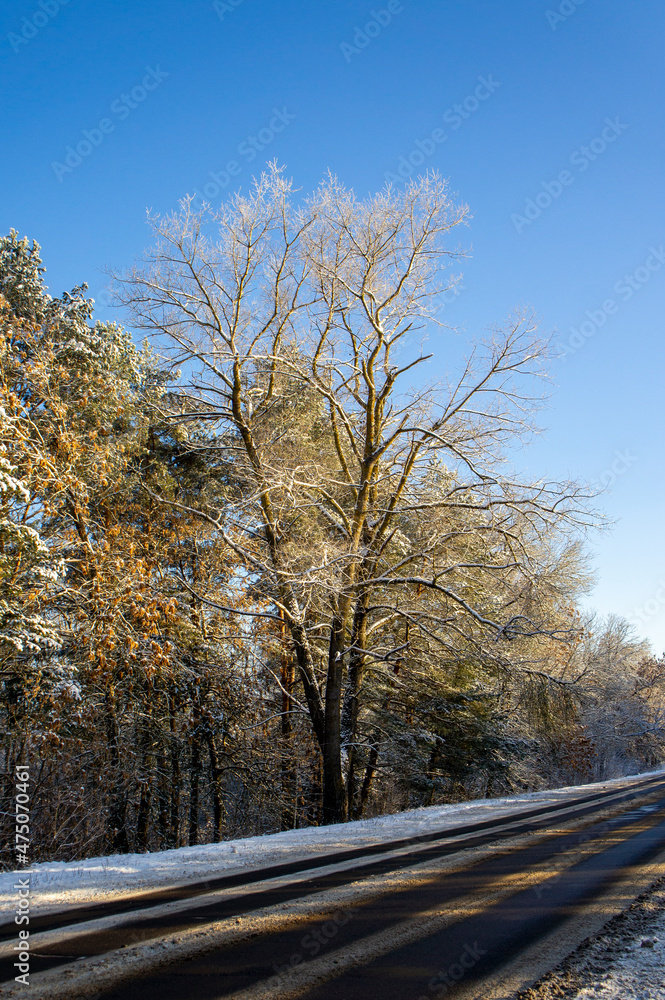 Snowy winter trees on a sunny day. Cold forest Snowy winter trees on a sunny day. Cold forest