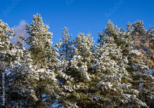 Snowy winter trees on a sunny day. Cold forest