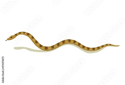 Venomous snake. Danger color animal. Poisonous reptile crawl. Decorative character, wildlife nature animal photo