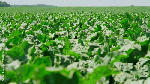 sugar beet with green leaves in a summer field