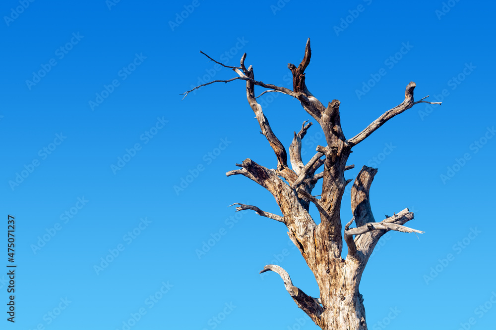 dry tree on a background of blue sky dry tree on a background of blue sky