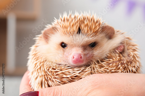 Woman holding cute hedgehog at home, closeup