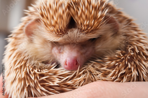 Woman holding cute hedgehog...