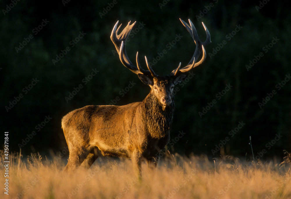 Obraz premium Cerf élaphe, cervus elaphus