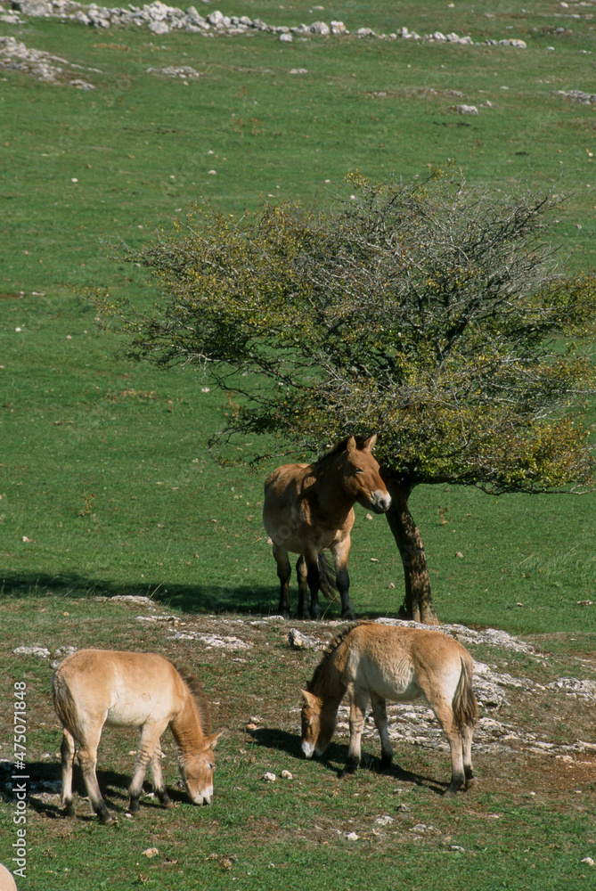 Fototapeta premium Cheval de Przewalski, Equus przewalski, Causse Méjean , Parc naturel régional des grands causses , 48