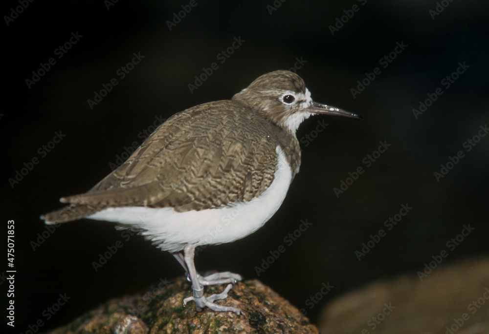 Chevalier guignette,.Actitis hypoleucos, Common Sandpiper
