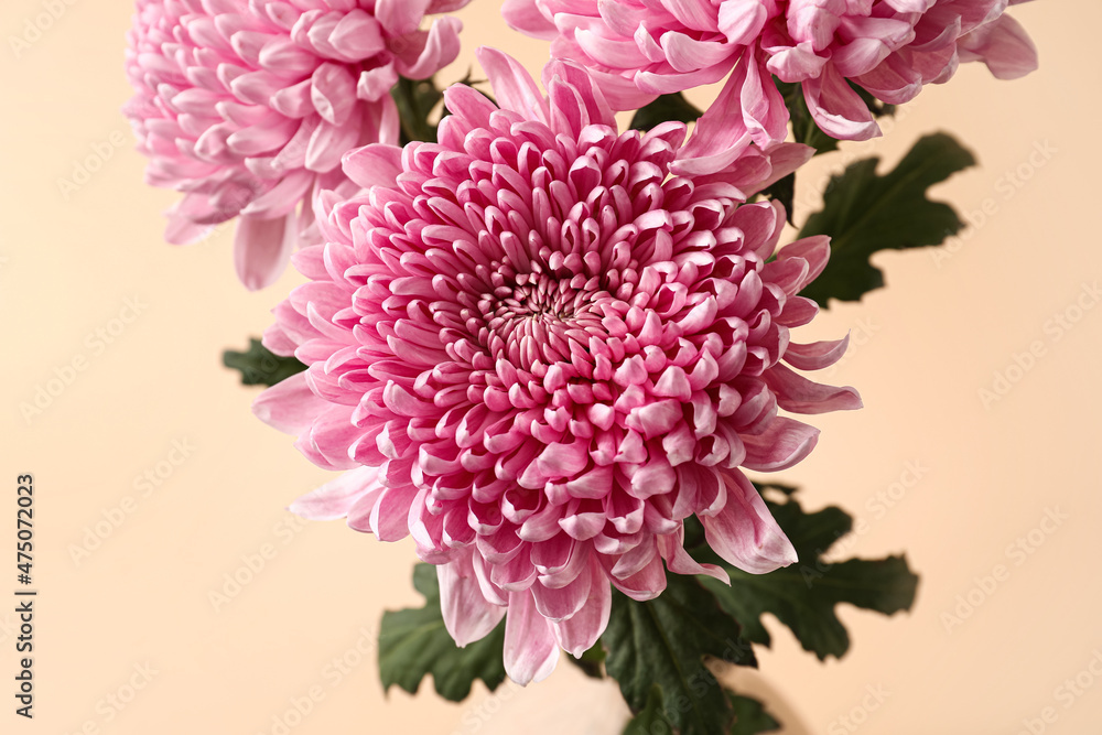 Pink chrysanthemum flowers on color background, closeup