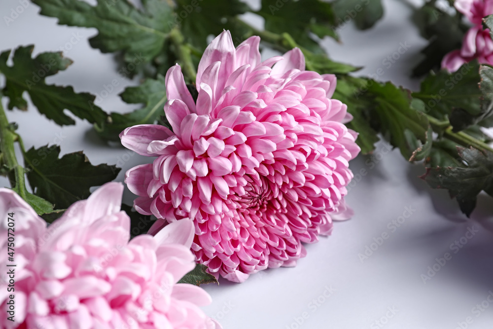 Beautiful pink chrysanthemums on white background, closeup Beautiful pink chrysanthemums on white background, closeup