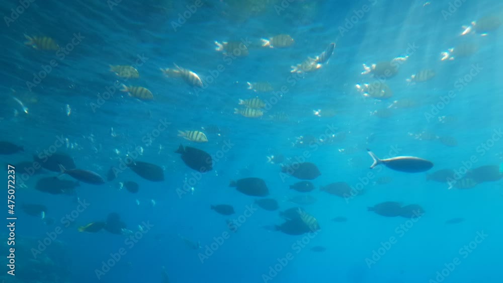underwater shooting in the red sea. colorful fish in egypt. underwater shooting in the red sea. colorful fish in egypt.