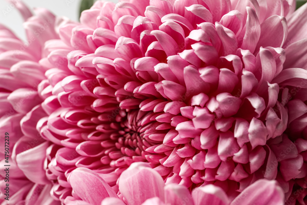Pink chrysanthemums as background, closeup