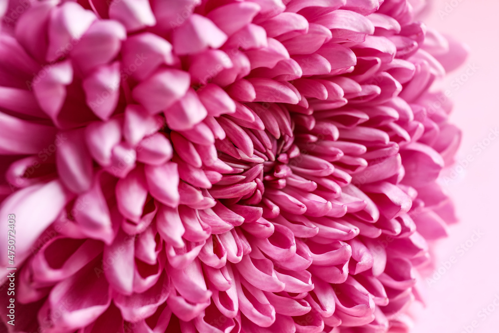 Texture of pink chrysanthemum as background, closeup Texture of pink chrysanthemum as background, closeup