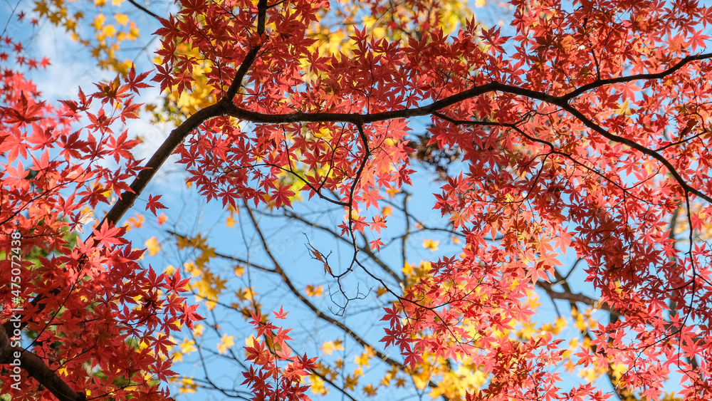 Maple Tree in Autumn with vivid colours Maple Tree in Autumn with vivid colours