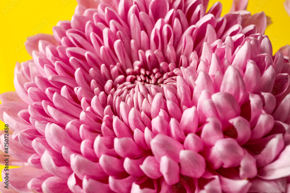 Beautiful pink chrysanthemum as background, closeup