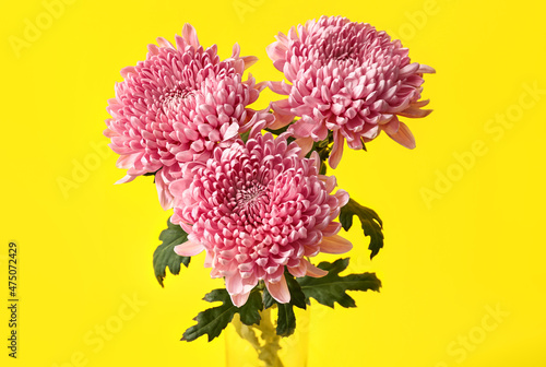 Fototapeta Naklejka Na Ścianę i Meble -  Pink chrysanthemums on yellow background, closeup