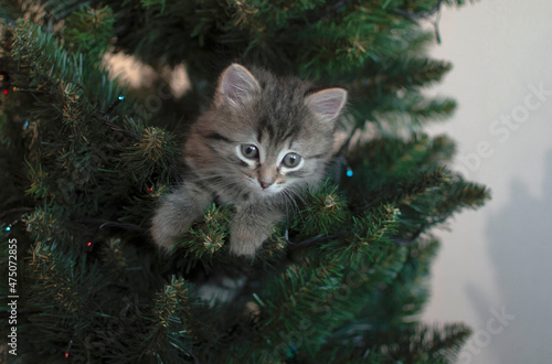 The gray kitten is sitting on the Christmas tree. The cat looks into the camera. New Year. Cute tabby kitten at the Christmas tree, playing with toys. Christmas cat.