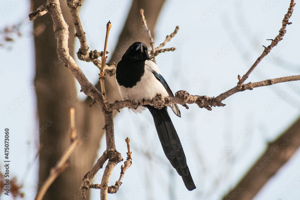 Fototapeta premium bird on branch