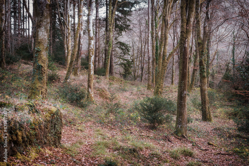 idless woods near truro Cornwall England uk idless woods near truro Cornwall England uk