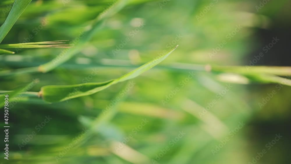 vertical close up shot of green wheat field. Ears of corn are moving by the wind. Green nature, organic farming vertical close up shot of green wheat field. Ears of corn are moving by the wind. Green nature, organic farming