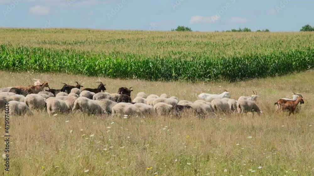 cows, goats and sheep in the pasture cows, goats and sheep in the pasture