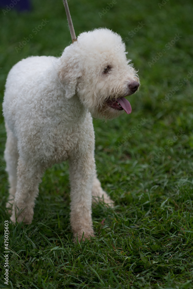 Lagotto Romagnolo looking to the side