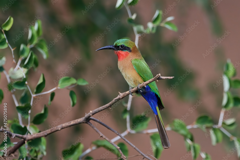 Obraz premium Red-throated bee-eater (Merops bulocki)