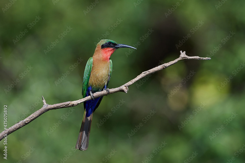 Fototapeta premium Red-throated bee-eater (Merops bulocki)