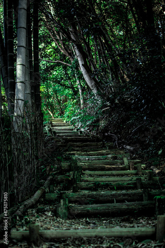 stairs in the forest