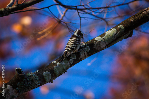 Tree and Bird