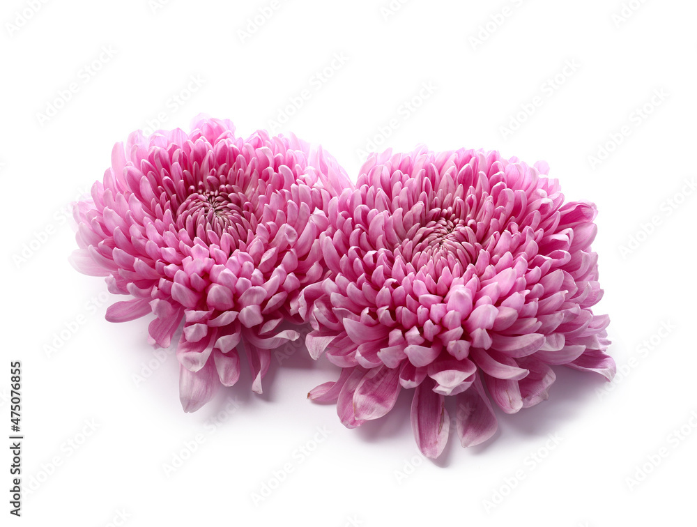 Beautiful pink chrysanthemum flowers on white background Beautiful pink chrysanthemum flowers on white background