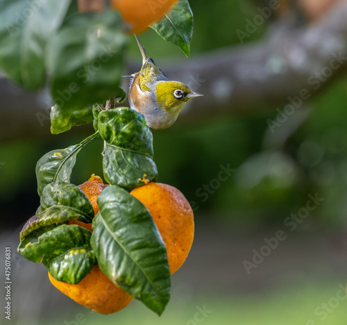Silver eye on a mandarin tree