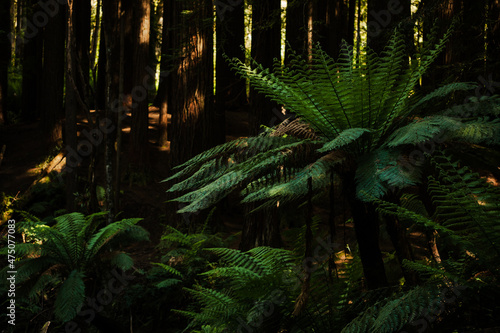 Ferns illuminated by soft light in the Californian Redwood plantation in the Cape Otway National Park, Victoria Australia