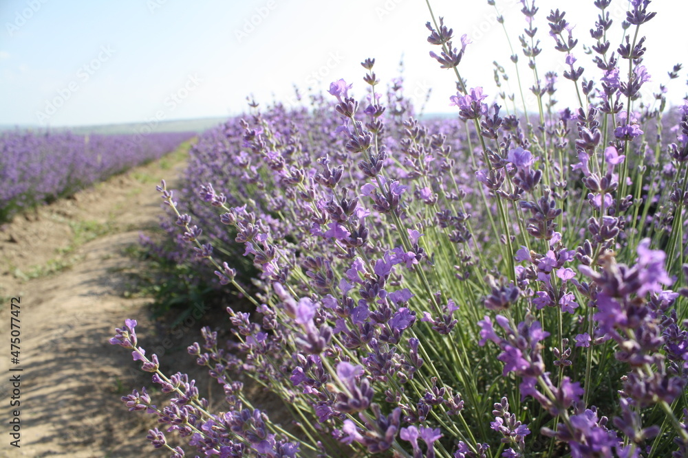 Obraz premium lavender field in region