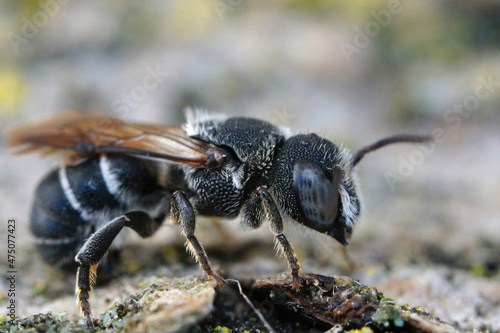 Closeup on a blue eyed male Crenulate Armoured-Resin Bee , Heriades crenulatus photo