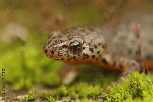 Facial closeup on an adult female Alpine newt,  Ichthyosaura alpestris veluchiensis photo