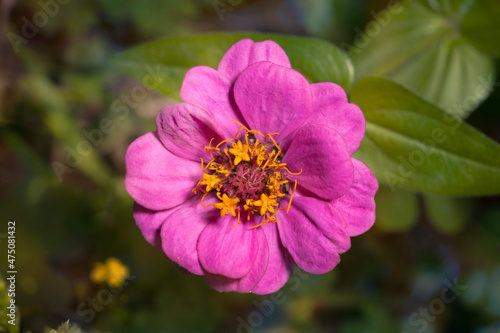 Beautiful zinnia flower  in the garden with selective focus and blurred background. Place for text. Top view.