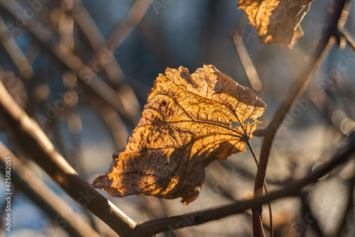Translucent leaf among exposed branches in the rays of back sunlight in early winter or late autumn photo