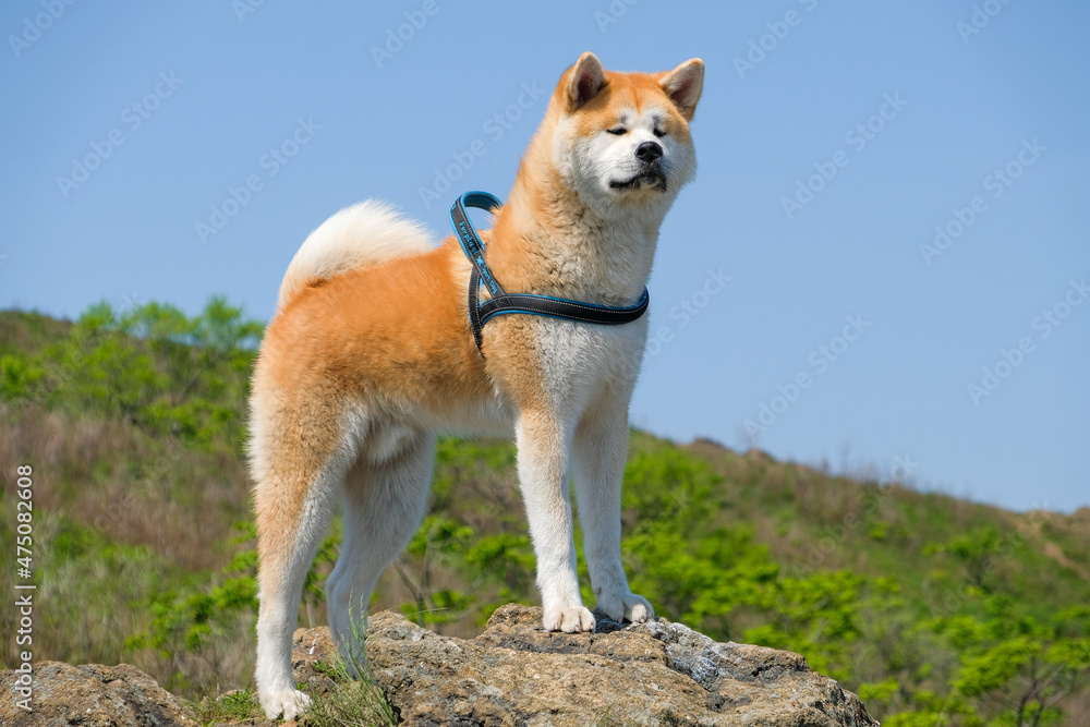 dog portrait dog portrait
