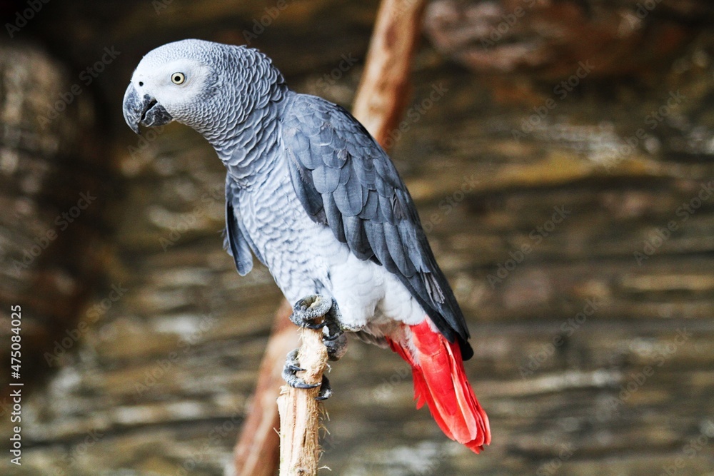 Fototapeta premium parrot in park