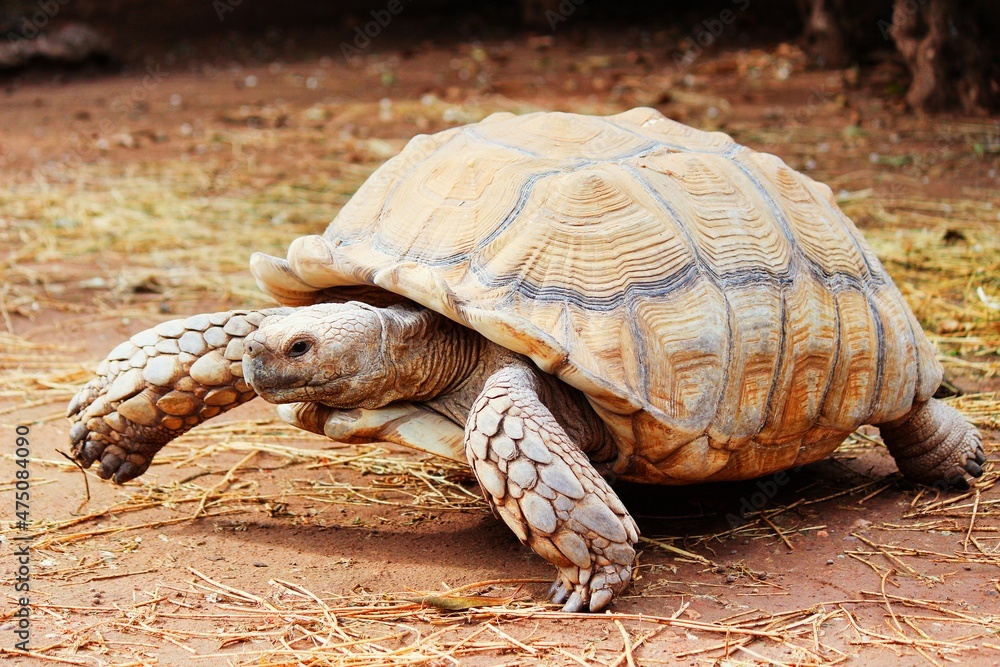 Obraz premium turtle on a rock