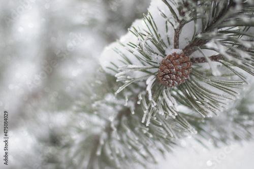 Background with pine branch and pine cone, defocus lights and snow. Happy new year card