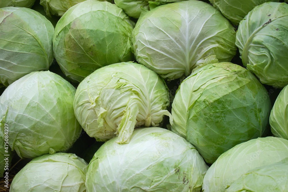 A beautiful natural pattern - young fresh leafy green cabbage on the stall of farmers' market in Serbia A beautiful natural pattern - young fresh leafy green cabbage on the stall of farmers' market in Serbia