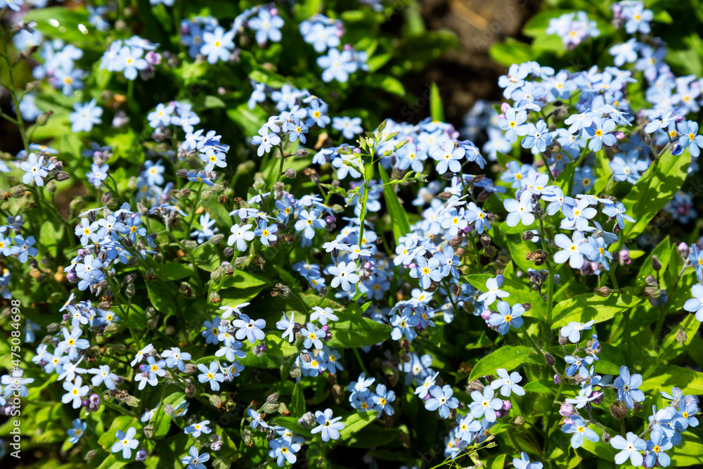 Baby blue eyes tiny flower, small blue flowers, natural background Baby blue eyes tiny flower, small blue flowers, natural background