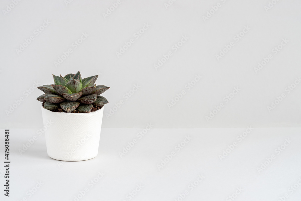 Small single natural succulent in a white pot