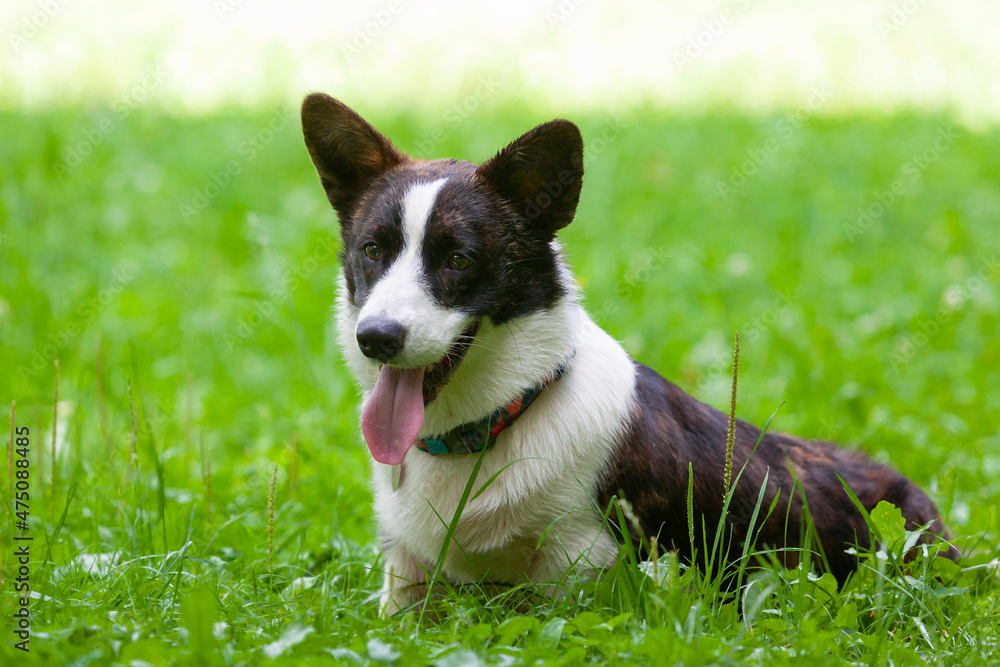 Dog Corgi breed plays on the grass.