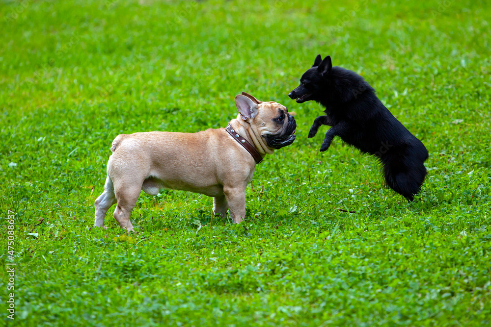 French bulldog and Schipperke play in a clearing.
French bulldog and Schipperke play in a clearing.