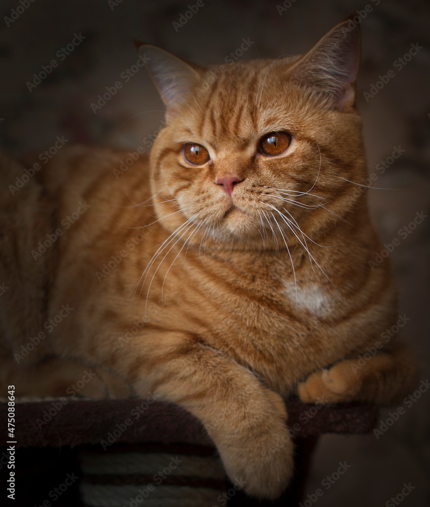 The British Shorthair is the pedigreed version of the traditional British domestic cat, with a distinctively stocky body, dense coat, and broad face