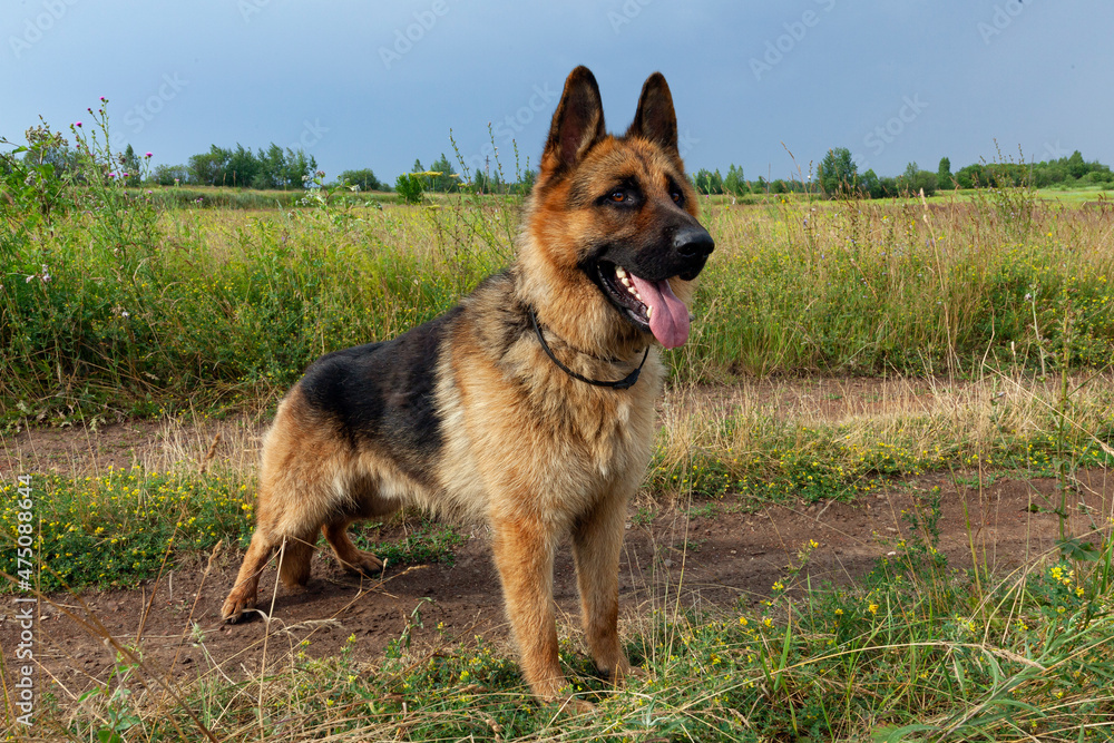 A German Shepherd is lying in a clearing in the forest.

