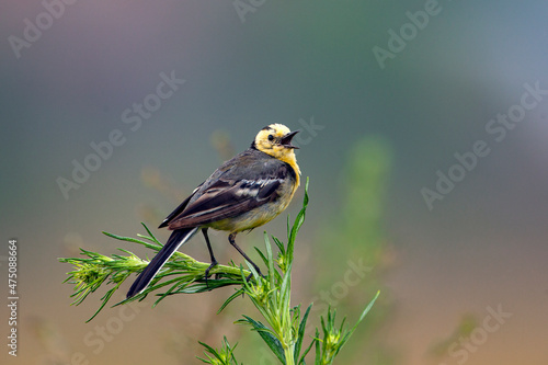The citrine wagtail (Motacilla citreola) is a small songbird in the family Motacillidae.