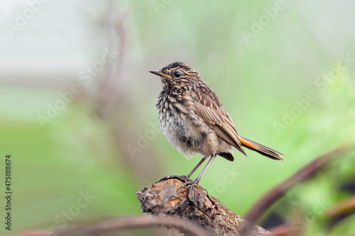 Wallpaper Mural A young bird. The bluethroat (Luscinia svecica) is a small passerine bird that was formerly classed as a member of the thrush family Turdidae Torontodigital.ca